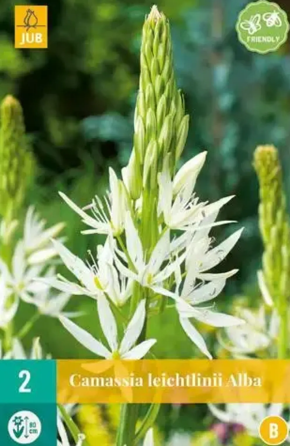 Camassia Leichtlinii alba 2 stuks