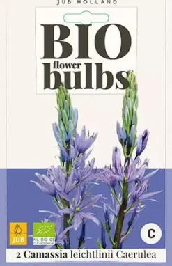 Camassia leichtlinii Caerulea 2 stuks biologisch geteeld