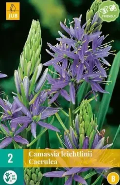 Camassia Leichtlinii 2 stuks