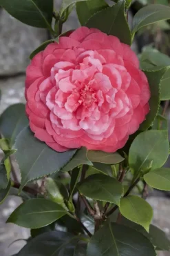 Camellia japonica (Japanse Roos)