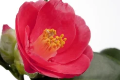 Camellia japonica (Japanse Roos)