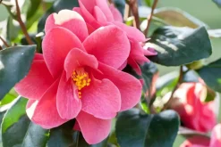 Camellia japonica (Japanse Roos)