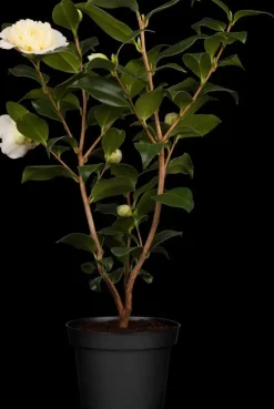 Camellia japonica (Japanse Roos)