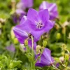 Campanula carpatica 'Blaue Clips' (Karpatenklokje)
