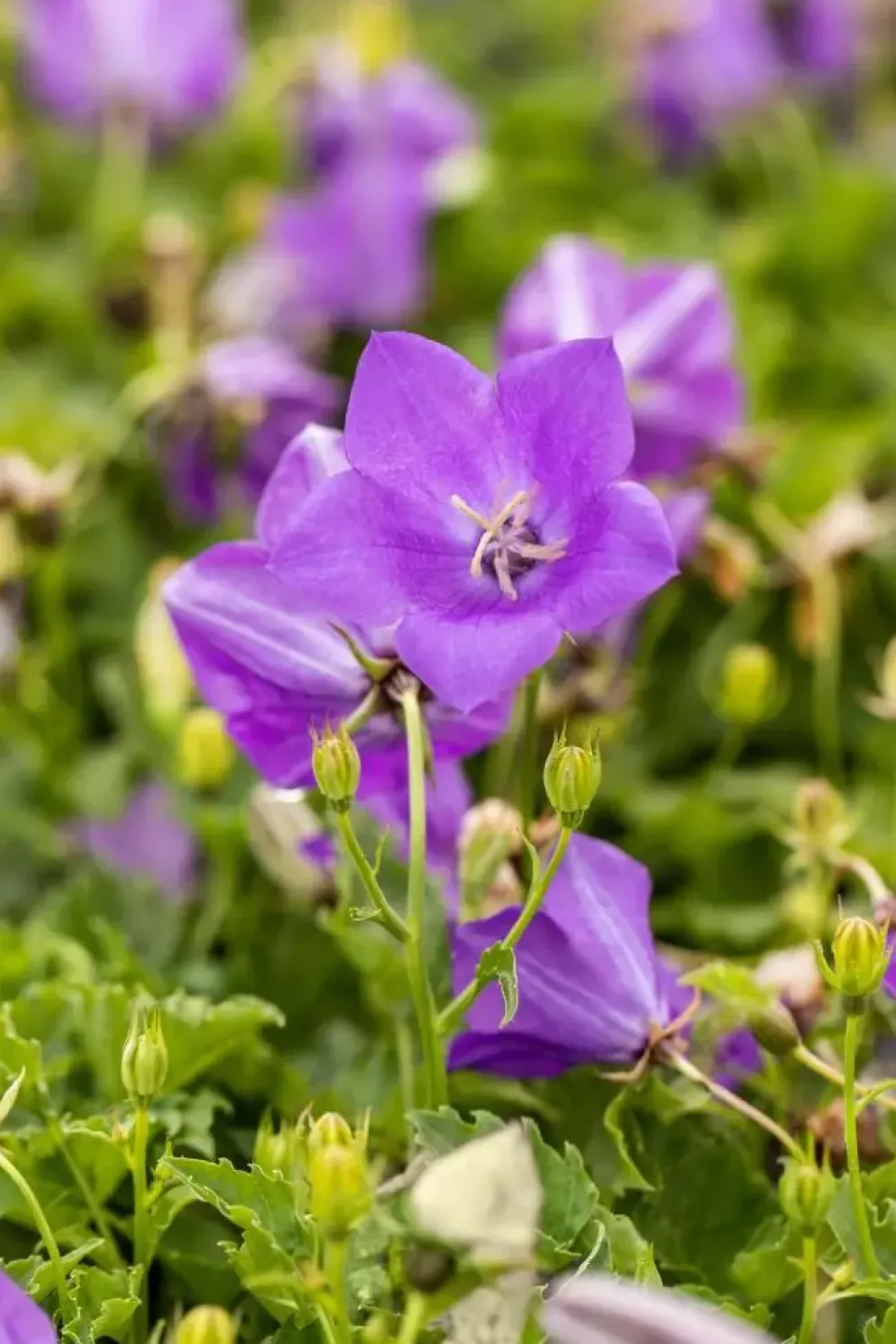 Campanula carpatica 'Blaue Clips' (Karpatenklokje)