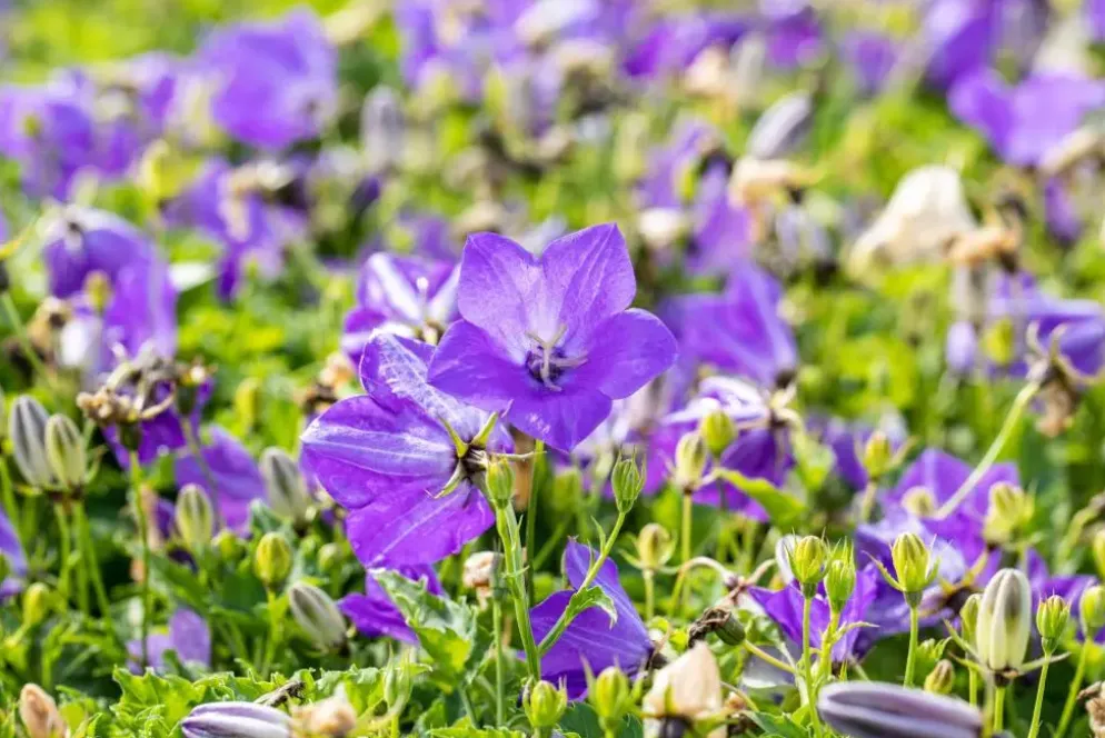 Campanula carpatica 'Blaue Clips' (Karpatenklokje)