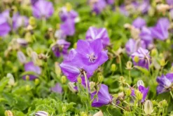 Campanula carpatica 'Blaue Clips' (Karpatenklokje)