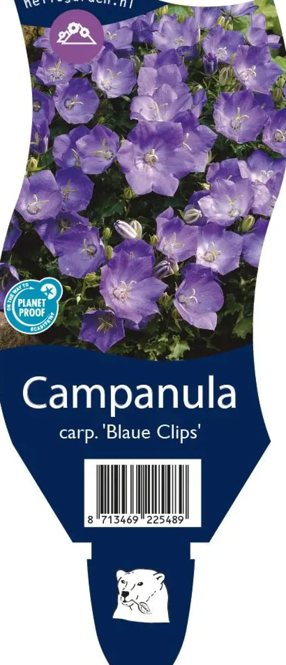 Campanula carpatica 'Blaue Clips' (Karpatenklokje)