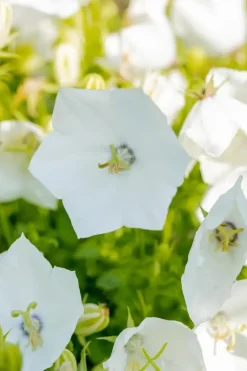 Campanula carpatica 'Weisse Clips' (Karpatenklokje)