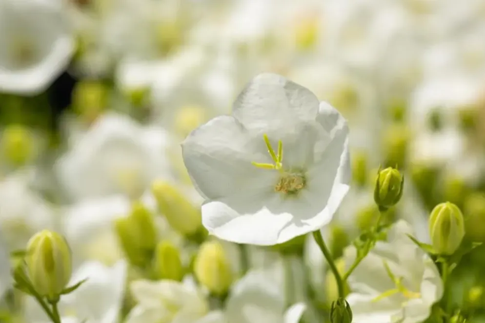 Campanula carpatica 'Weisse Clips' (Karpatenklokje)