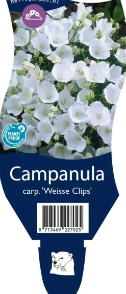 Campanula carpatica 'Weisse Clips' (Karpatenklokje)