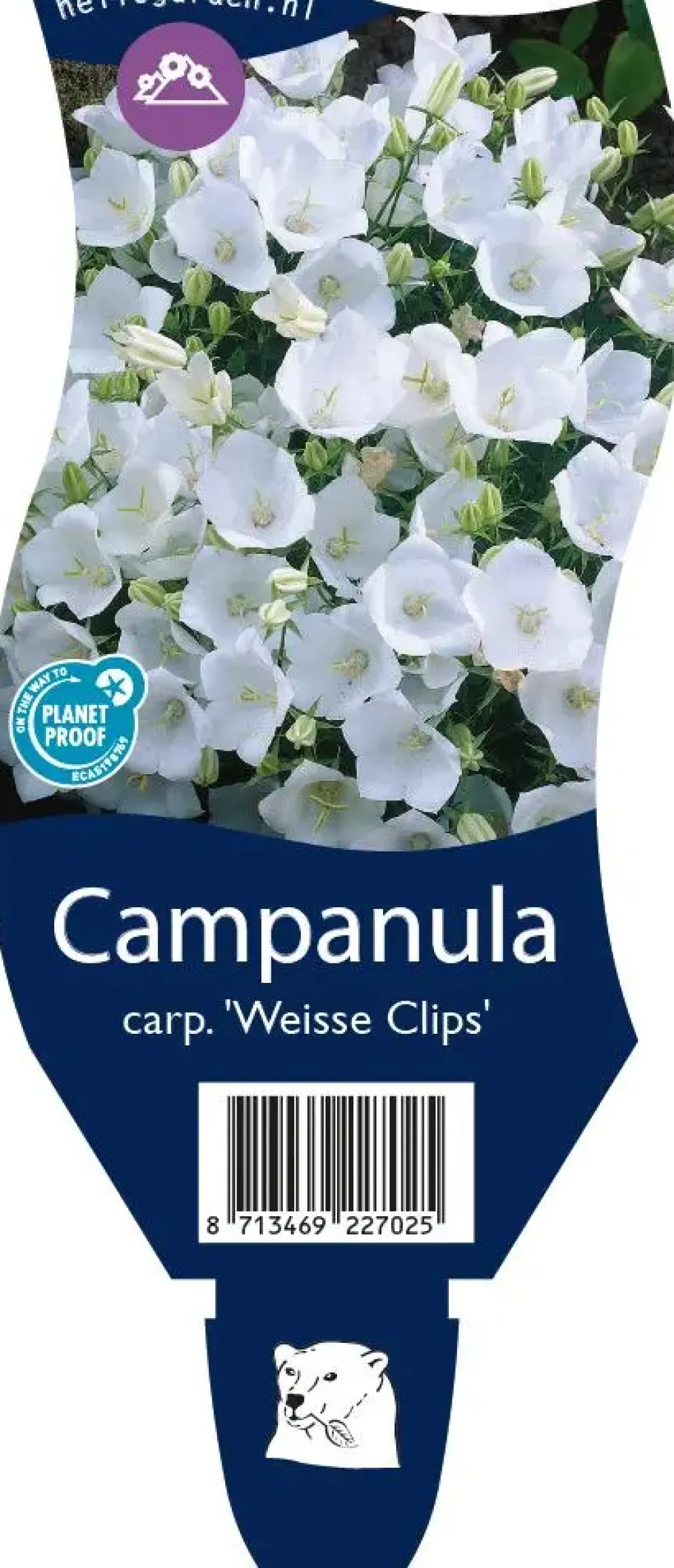 Campanula carpatica 'Weisse Clips' (Karpatenklokje)