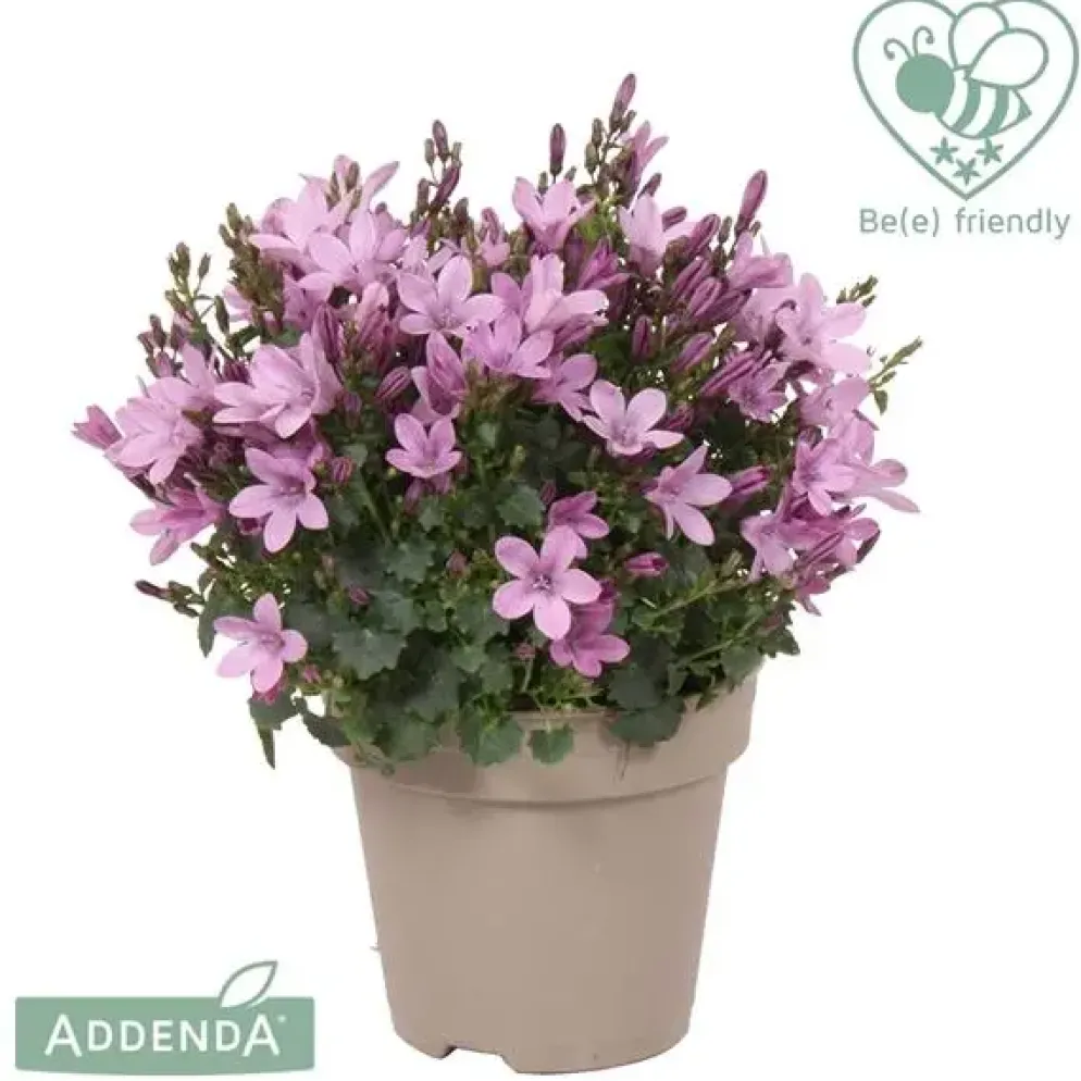 Campanula haylodgensis 'Addenda'® (Klokjesbloem)