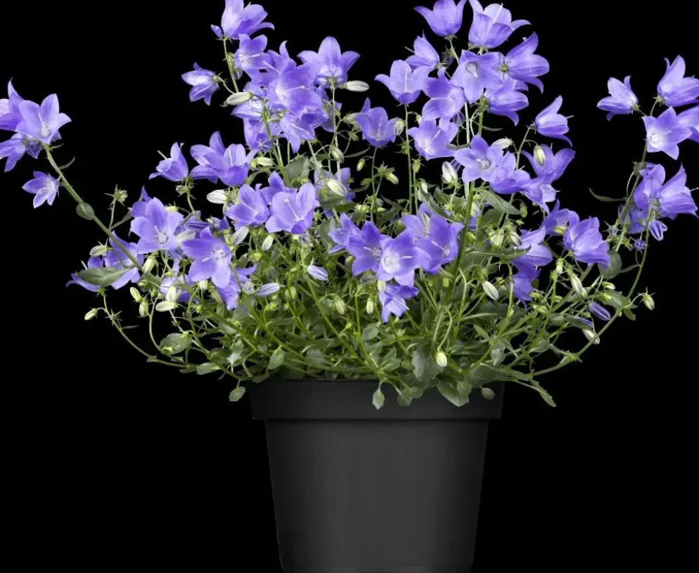 Campanula (Klokjesbloem)