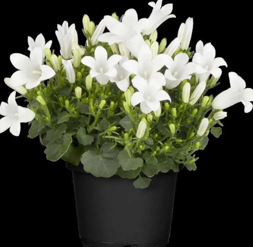 Campanula (Klokjesbloem)