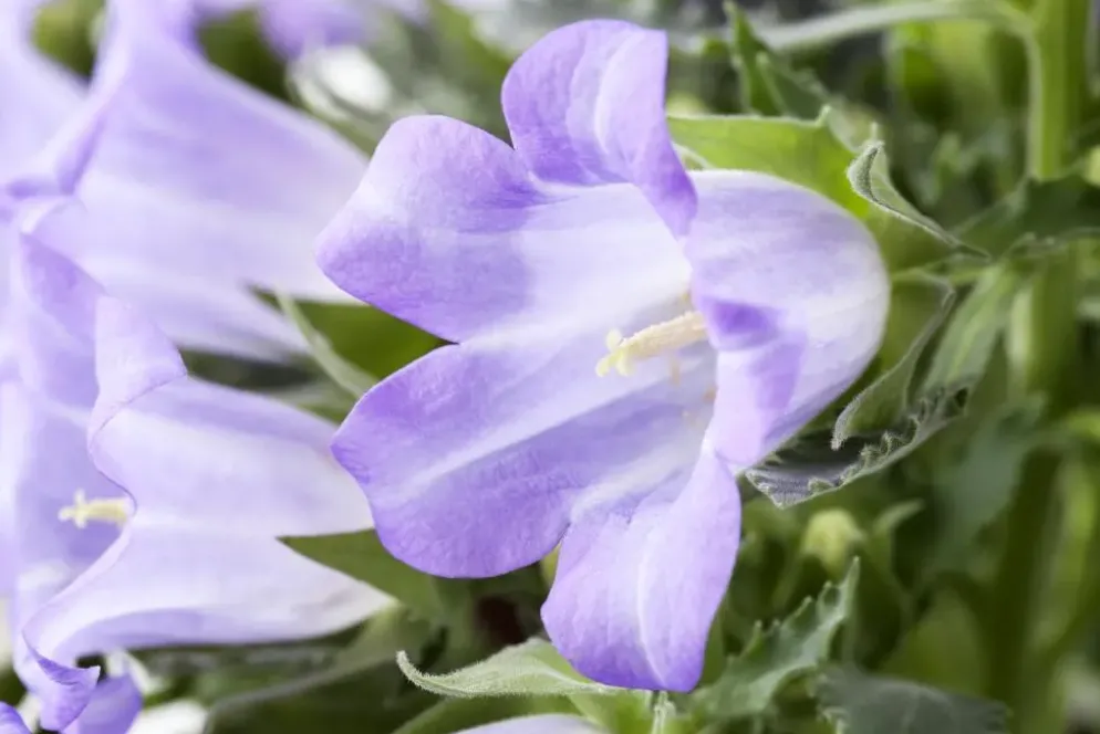 Campanula (Klokjesbloem)