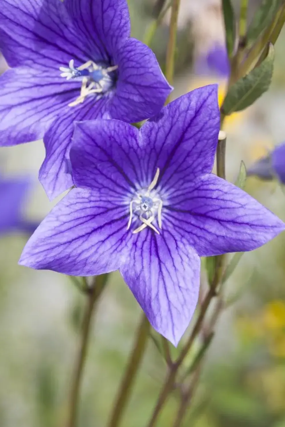 Campanula (Klokjesbloem)