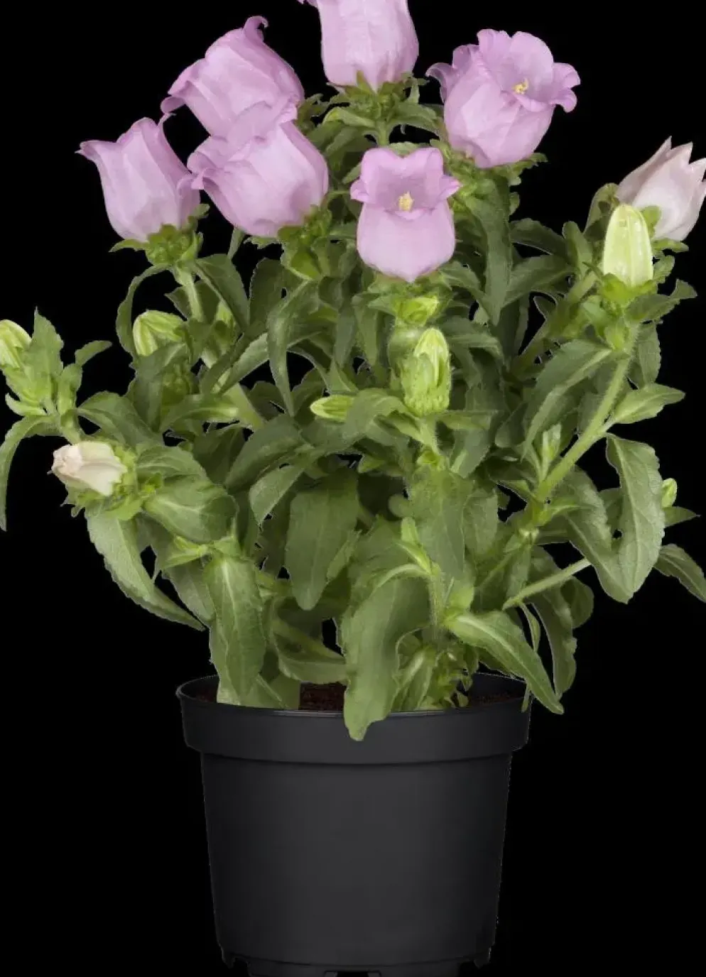 Campanula (Klokjesbloem)