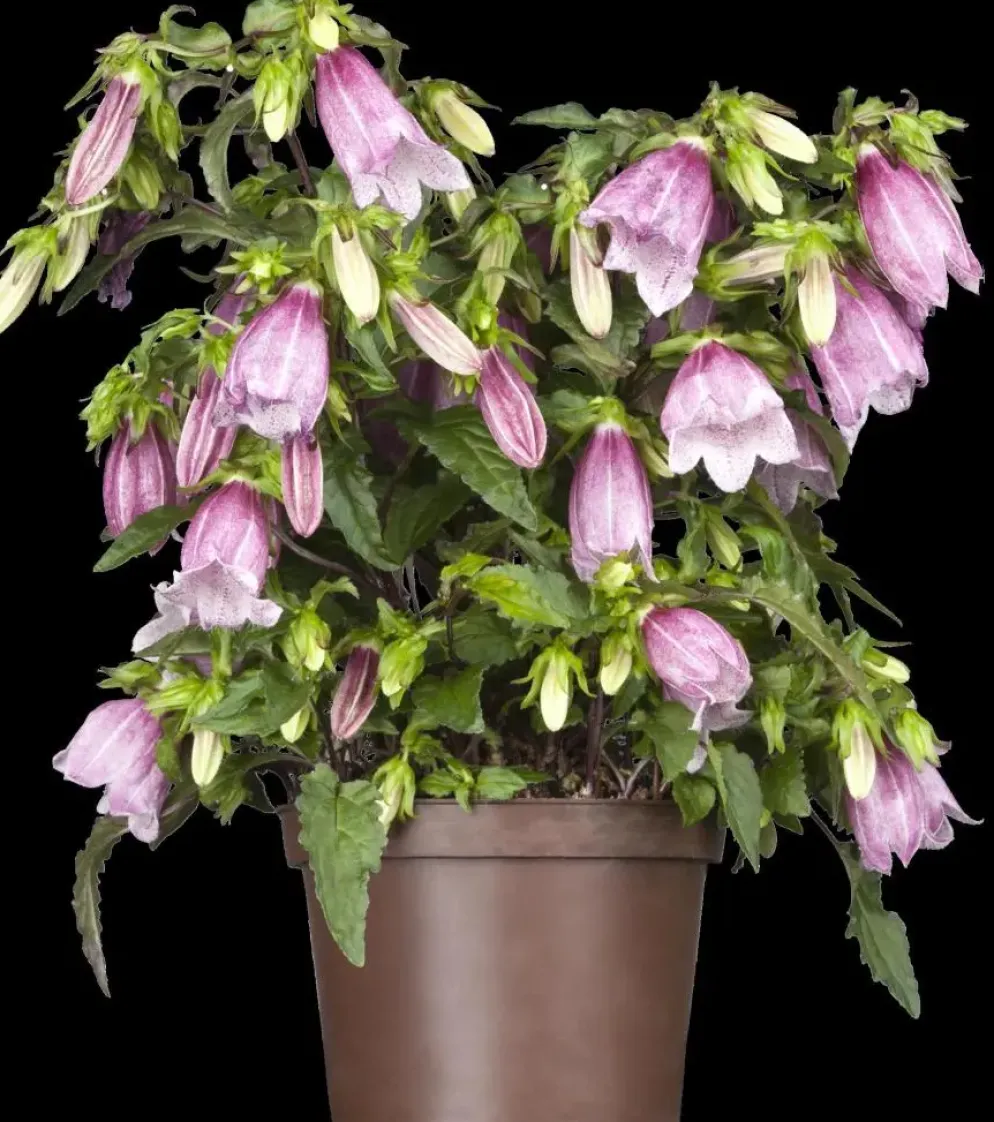 Campanula (Klokjesbloem)
