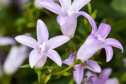 Campanula (Klokjesbloem)
