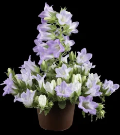 Campanula (Klokjesbloem)