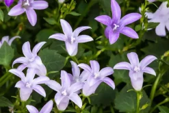 Campanula (Klokjesbloem)