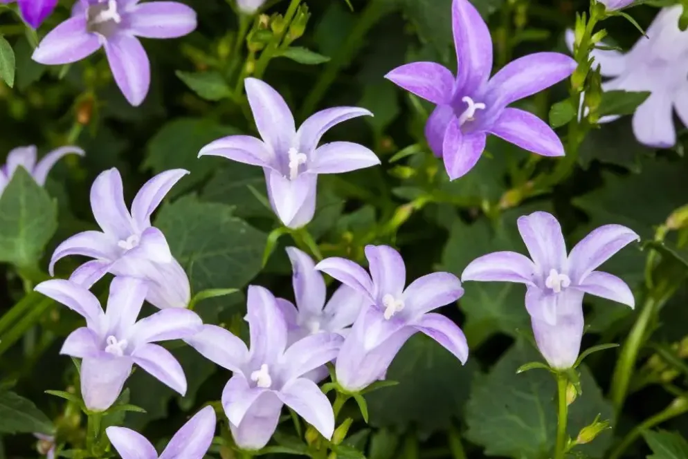 Campanula (Klokjesbloem)
