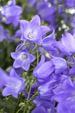 Campanula (Klokjesbloem)