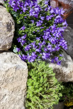Campanula (Klokjesbloem)