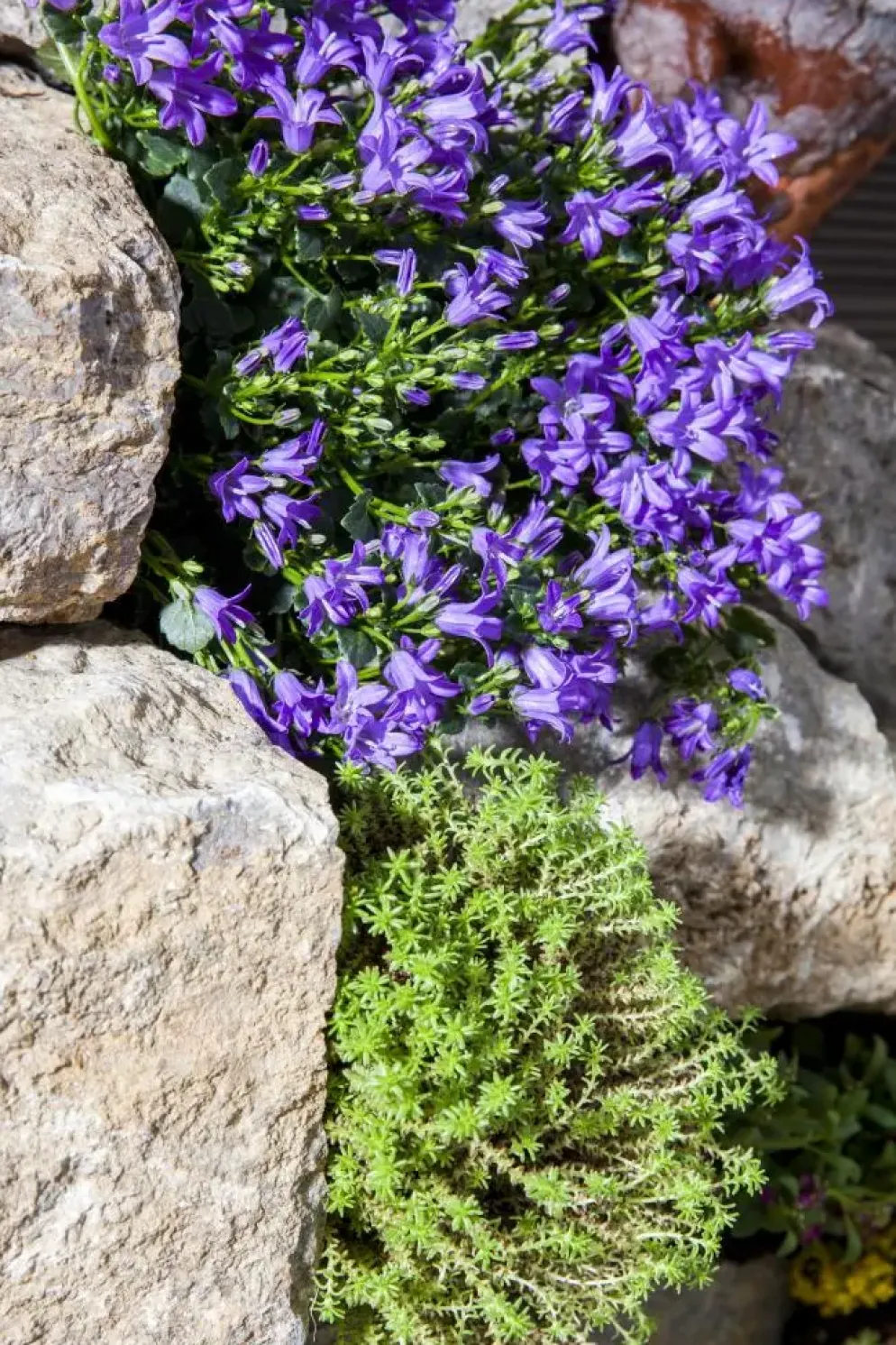 Campanula (Klokjesbloem)