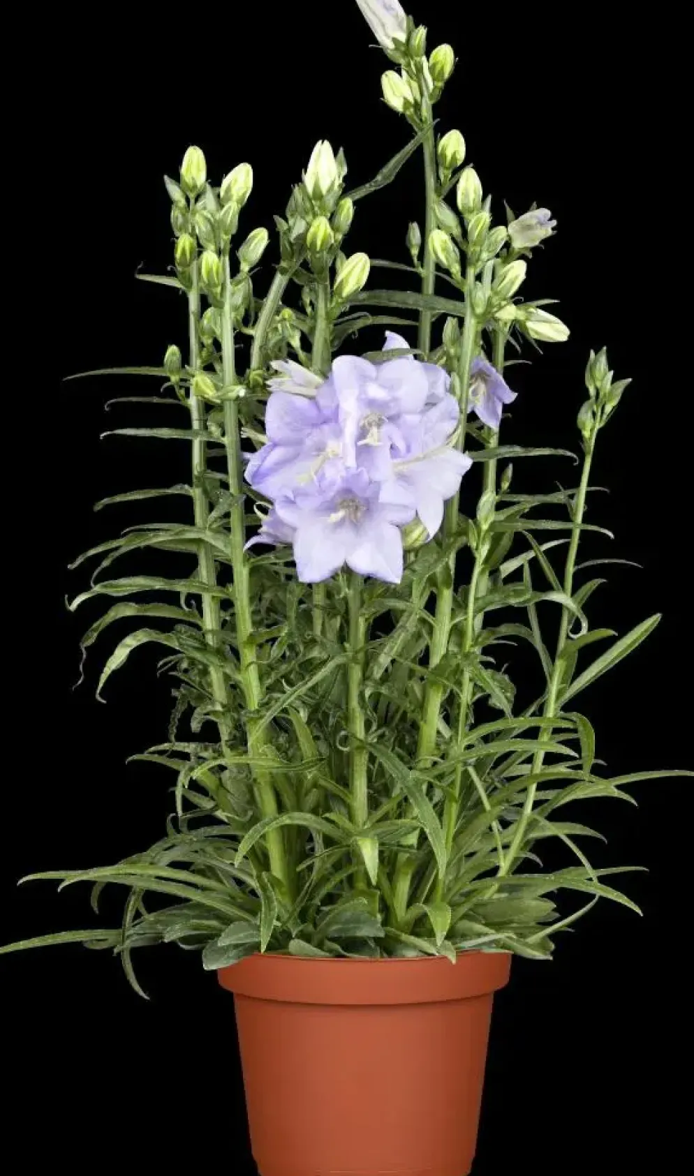 Campanula persicifolia (Perzikbladig klokje)