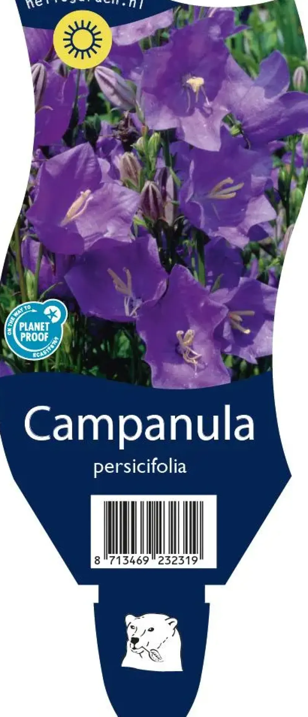 Campanula persicifolia (Perzikbladig klokje)