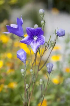 Campanula persicifolia (Perzikbladig klokje)