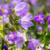 Campanula rotundifolia (Grasklokje)