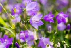 Campanula rotundifolia (Grasklokje)