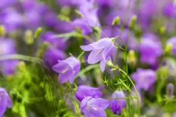 Campanula rotundifolia (Grasklokje)