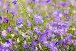 Campanula rotundifolia (Grasklokje)
