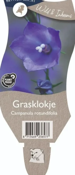 Campanula rotundifolia (Grasklokje)