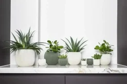 Capi nature groove indoor bol bloempot 18x15 cm groen