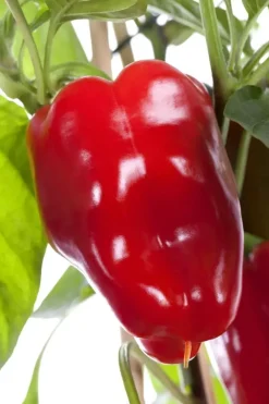 Capsicum annuum (Peper)