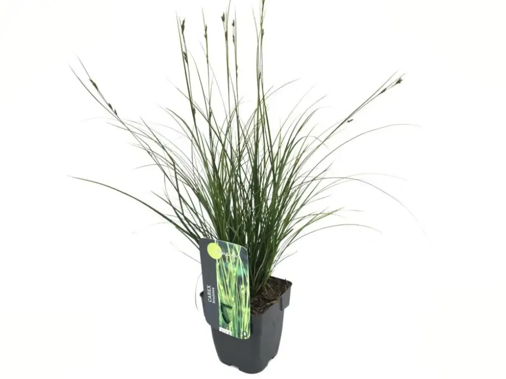 Carex brunnea 'Magic Gree' (Zegge 'Magic Gree')