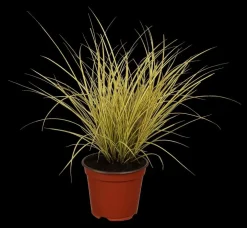 Carex brunnea 'Variegata' (Zegge 'Variegata')