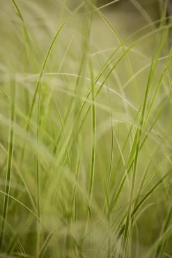 Carex brunnea 'Variegata' (Zegge 'Variegata')
