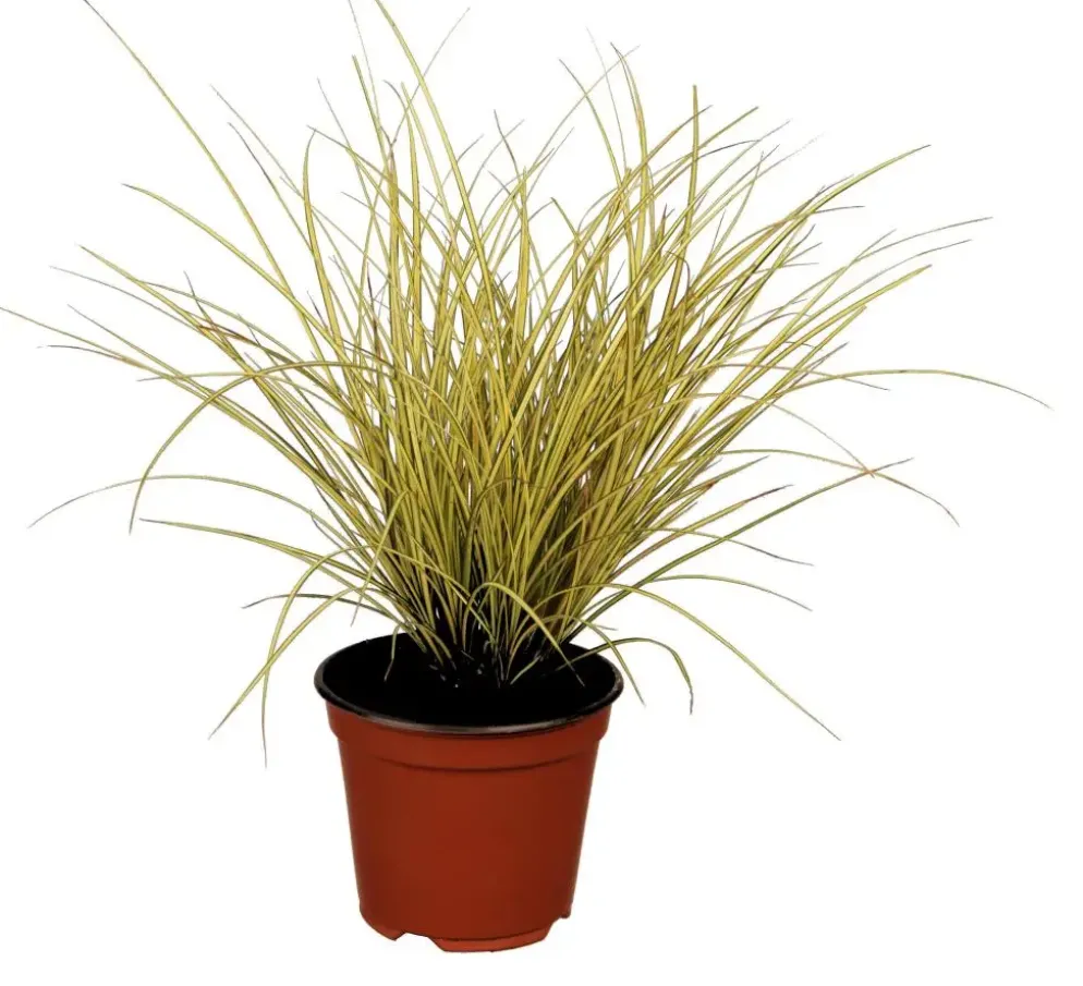 Carex brunnea 'Variegata' (Zegge 'Variegata')