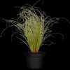 Carex comans 'Frosted Curls' (Zegge 'Frosted Curls')