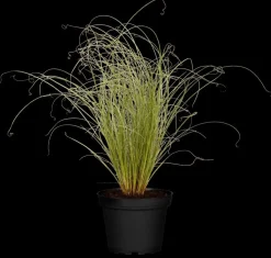 Carex comans 'Frosted Curls' (Zegge 'Frosted Curls')