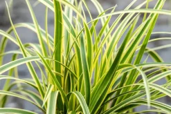 Carex morrowii 'EverColor® Everglow' (Zegge 'EverColor® Everglow')