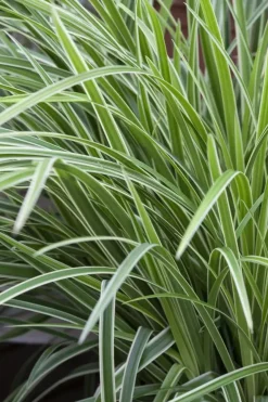 Carex morrowii ssp. foliosissima 'Icedance' (Zegge 'Icedance')