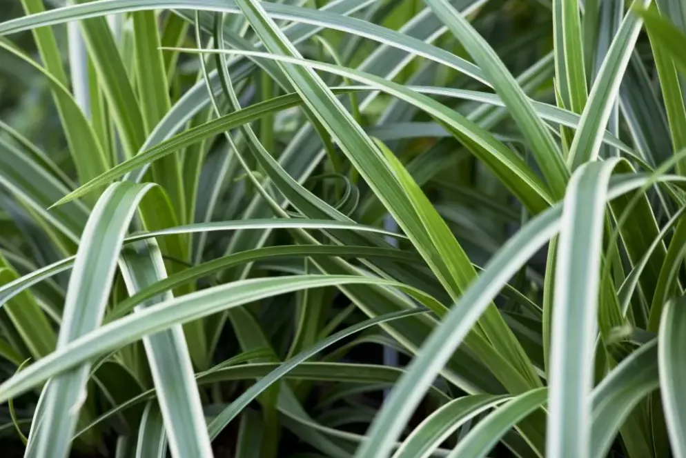 Carex morrowii ssp. foliosissima 'Icedance' (Zegge 'Icedance')