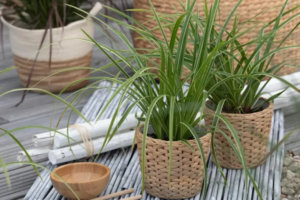 Carex morrowii ssp. foliosissima 'Icedance' (Zegge 'Icedance')